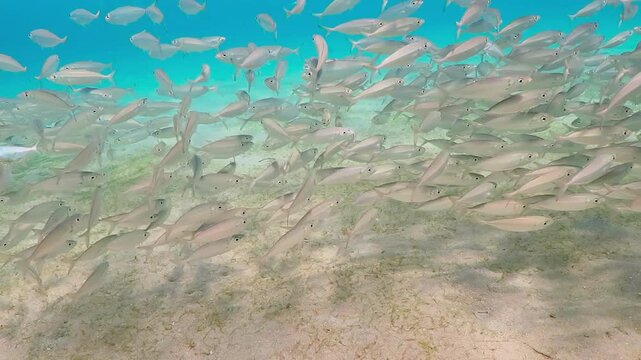 School of fish (Bigeye scad) swimming in shallow tropical ocean. Underwater video from scuba diving with fish vortex. Marine life. Aquatic wildlife, silver mackerels.