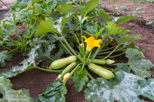 Productive Courgette Plant with Multiple Fruits in Home Garden