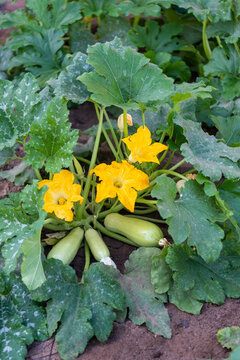 Vertical View of Zucchini Plant with Three Fruits and Open Blossoms