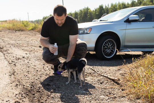 responsible owner giving his small dog water during a roadside stop beside a parked car, preventing dehydration and supporting pet wellbeing on a summer road trip