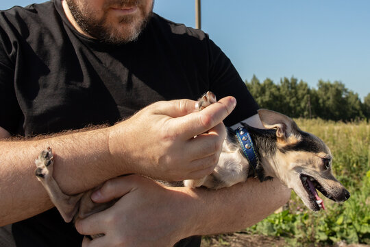 close view of a man carefully holding the paw of a panting small dog during an outdoor inspection, highlighting sensitive handling and preventive pet health care