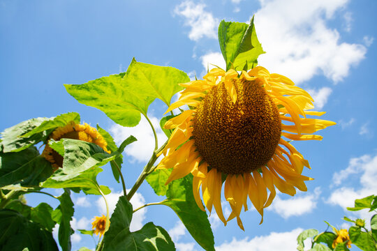 low angle close-up of a mature sunflower glowing beneath a vivid blue summer sky, showcasing agriculture, natural beauty, seed production, renewable farming and seasonal abundance
