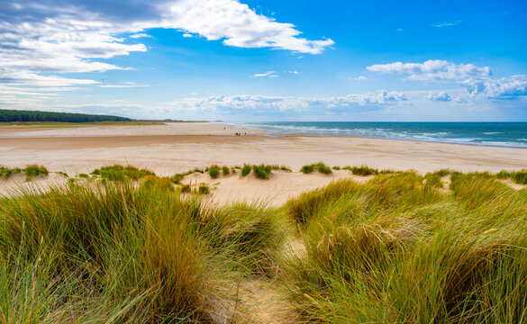 Panoramic view across vast Holkham Beach with marram grass (Ammophila arenaria), sweeping sand and the North Sea beneath a bright summer sky in Norfolk, England.