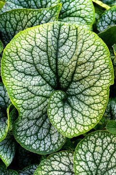 Close-up of silver-veined leaves of Siberian bugloss (Brunnera macrophylla) growing in Holkham Gardens, Norfolk, England, creating an intricate natural pattern.