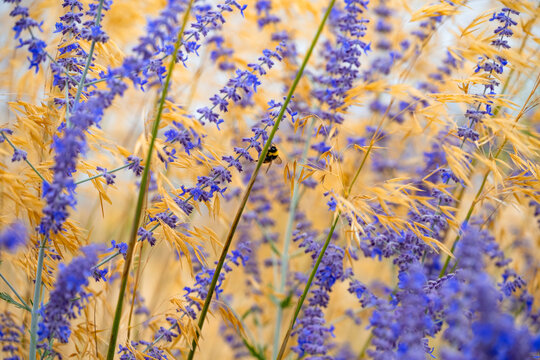 Close-up of a bumblebee foraging on purple salvia flower spikes surrounded by golden ornamental grasses in a garden in Norfolk, England.
