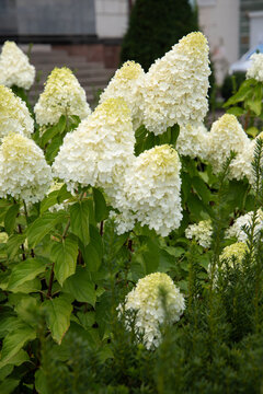 White hydrangea background closeup with blooming paniculata flowers texture, soft creamy limelight blossom macro pattern, selective focus top view for wedding garden and florist design.