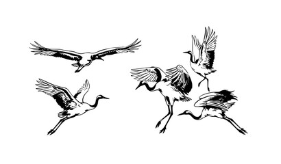 Naklejka premium Flying red crowned cranes in Chinese ink wash hand drawn vector illustration set