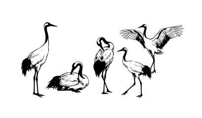 Naklejka premium Minimal Chinese ink wash crane bird collection hand drawn oriental vector art