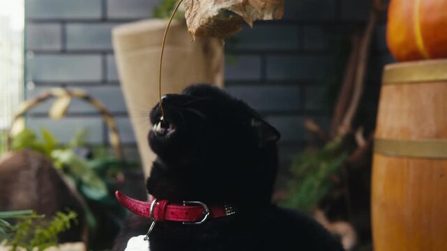 Cat shelter, home for pets, Adoption center, rescue for the animals, woman is distributing food to a group of cats in a shelter