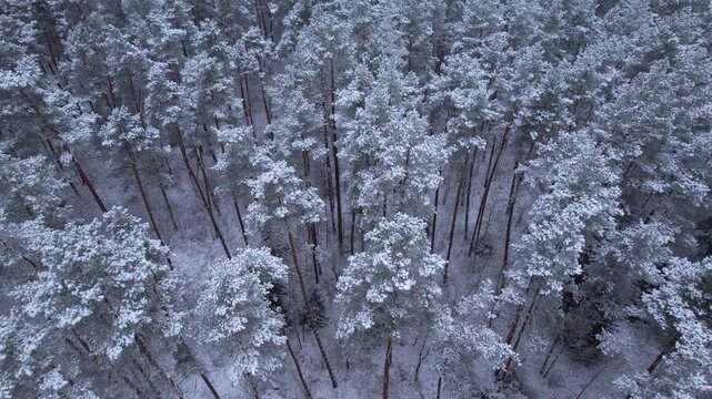 Aerial View Treetops in Snow and Ice on Gorgeous Winter Day at Alaska. Flying Above Stunning Snowy Pine Forest on Beautiful Quiet Winter Morning. Flying Over Fresh Snow Covered Winter Forest in Alaska