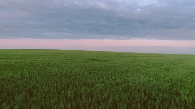 Wide panoramic motion scene of dense young green crop filling foreground and midground with noticeable blade blur implying breeze, parallel tire tracks curve in from lower right and lead toward clean
