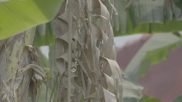 Dry Banana Leaf Hanging from a Tropical Banana Tree slog3 10 bit