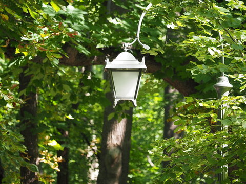 A lantern among green leaves
