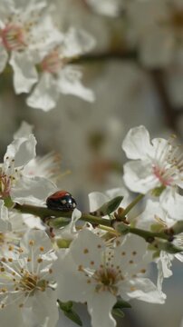 Ladybug blossom spring tiny ladybug crawls among white plum blossoms on a sunlit branch during the vibrant spring season