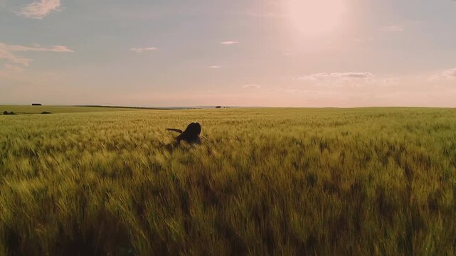 Back-facing person waist-deep in dense ripening wheat walks slightly forward through field with arms extended outward, posture conveying calm, contemplative engagement with surrounding crop