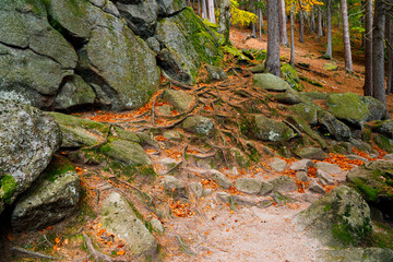 Fototapeta premium Trail. Autumn landscape with hiking trail in the mountain forest of the Karkonosze National Park in Poland, Europe