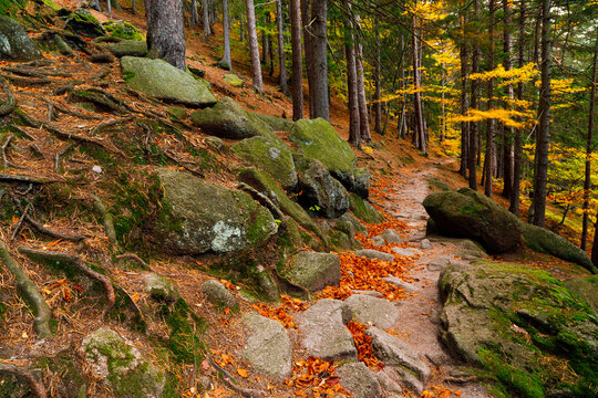 Trail. Autumn landscape with hiking trail in the mountain forest of the Karkonosze National Park in Poland, Europe