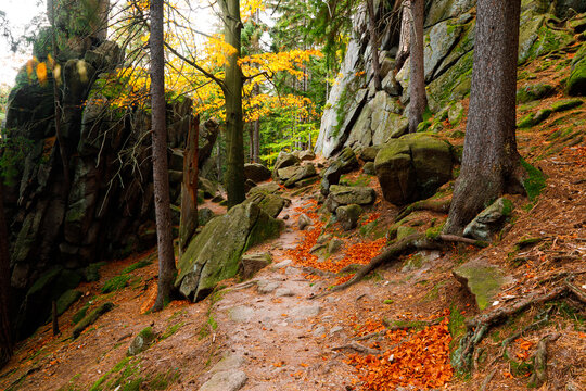 Trail. Autumn landscape with hiking trail in the mountain forest of the Karkonosze National Park in Poland, Europe