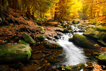 Naklejka premium River. Autumn landscape with mountain river in the forest of the Karkonosze National Park in Poland, Europe