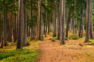 Fototapeta premium Trail. Autumn landscape with hiking trail in the mountain forest of the Karkonosze National Park in Poland, Europe