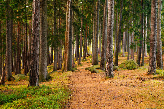 Trail. Autumn landscape with hiking trail in the mountain forest of the Karkonosze National Park in Poland, Europe