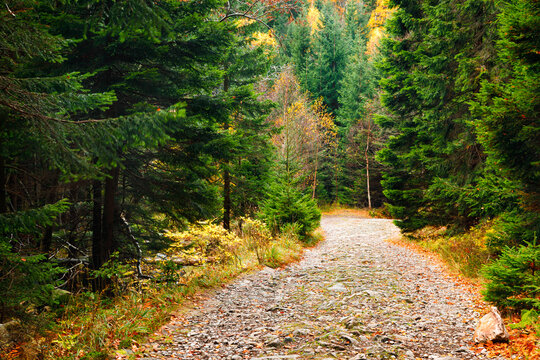 Trail. Autumn landscape with hiking trail in the mountain forest of the Karkonosze National Park in Poland, Europe.