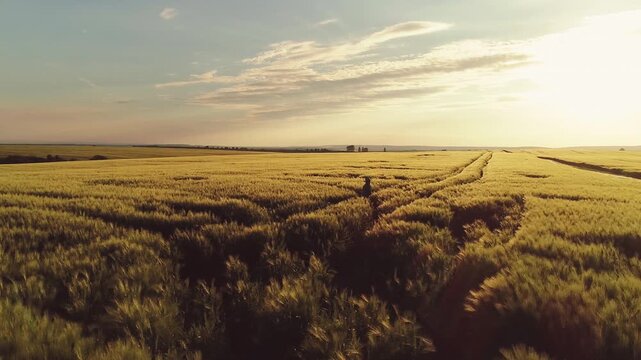 Low aerial panorama of expansive wheat or barley field during golden hour showing parallel vehicle tracks cutting through dense feathery stalks toward distant horizon, with wheat, field, crop