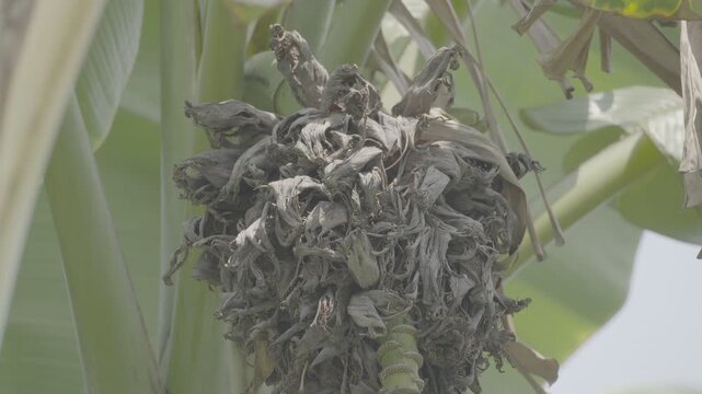 Dried Bananas Left Unharvested on Tree slog3 10 bit