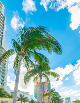Palm trees and skyscrapers in Miami Beach under blue sky with clouds