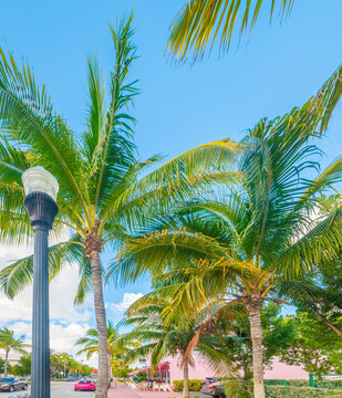 Palm lined street with pink building in Miami Beach