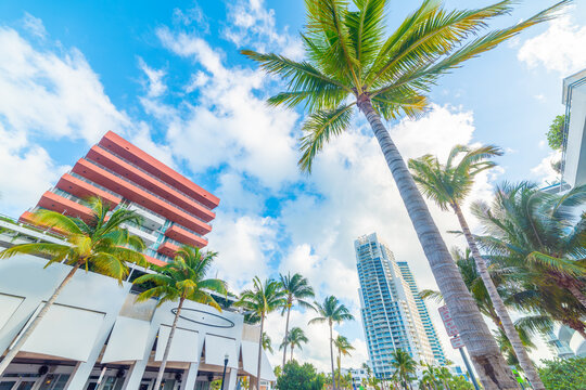 Palm trees and skyscrapers in Miami Beach viewed from below