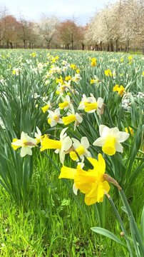 Spring flowers bloom in a garden with yellow daffodils and white flowers under clear skies in the afternoon