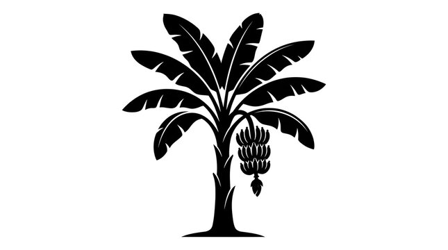 Black silhouette of a tropical banana tree with large leaves and a hanging bunch of bananas, isolated on a white background. Great for tropical themes