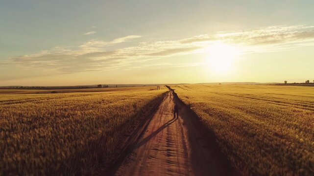 Elevated oblique view of packed-earth dirt track running from foreground toward low sun on horizon through expansive golden wheat fields, with wheat, field, road, dirt detail, showing track, sun