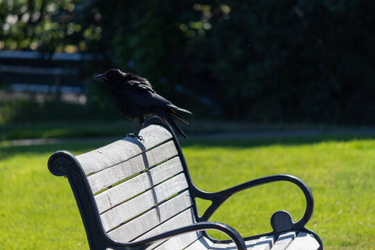 Crow perched on a wooden bench