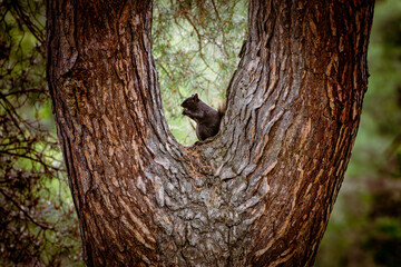 Obraz premium Black squirrel eating while perched in the fork of a pine tree