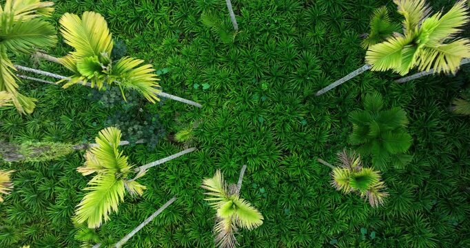 Pandanus amaryllifolius in hainan province, China