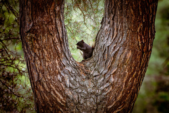 Black squirrel eating while perched in the fork of a pine tree