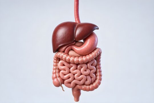 Human Digestive, Stomach, Liver, Intestines