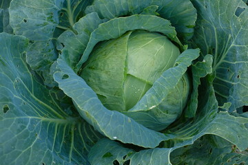 Fototapeta premium A head of white cabbage in the garden