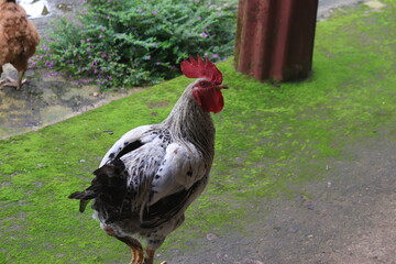 White and Black Rooster Standing Proudly in Lush Green Backyard © Binod