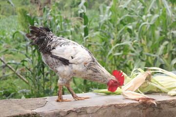 Black and White Rooster Pecking at Dry Corn Husks on the Ground © Binod