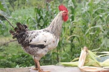 White and Black Rooster Walking Freely in Green Village Environment © Binod