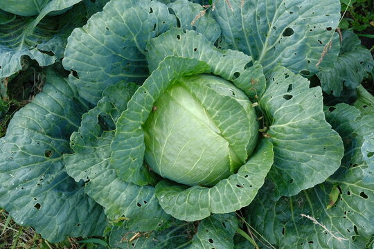 A head of white cabbage in the garden