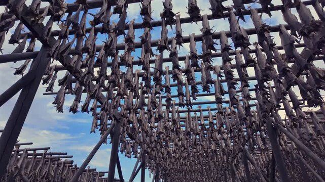 Dried stockfish, a traditional Norwegian delicacy, hanging on wooden racks to dry in the wind on the Lofoten Islands against a blue sky