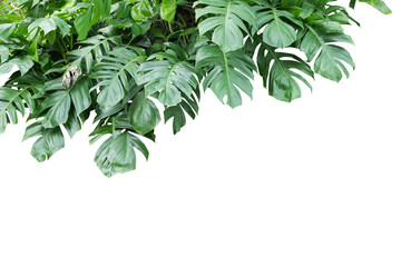  Tropical Cluster Leaves © ContributorArtist