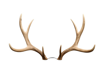 Fototapeta premium Wide pair of natural deer antlers viewed from front