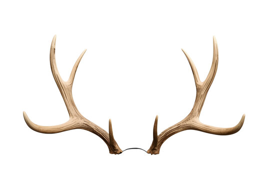 Wide pair of natural deer antlers viewed from front