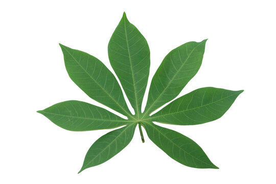 Cassava leaf