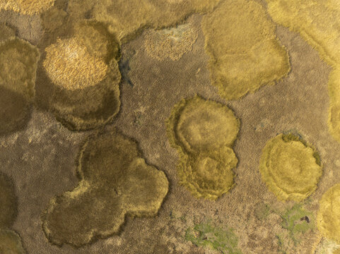Aerial view of the marshland in Uranden de Morelos with circular patterns of aquatic vegetation in shades of brown and gold, Uranden de Morelos, Michoacan, Mexico.